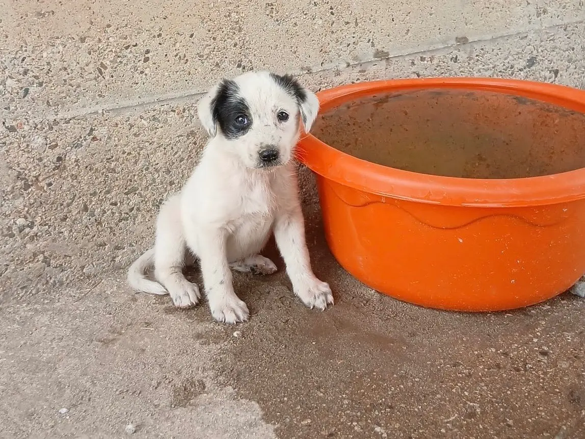 Adozione cane, femmina, Razza sconosciuta Razza sconosciuta, 1 anno e 4 mesi, taglia media, Cosenza