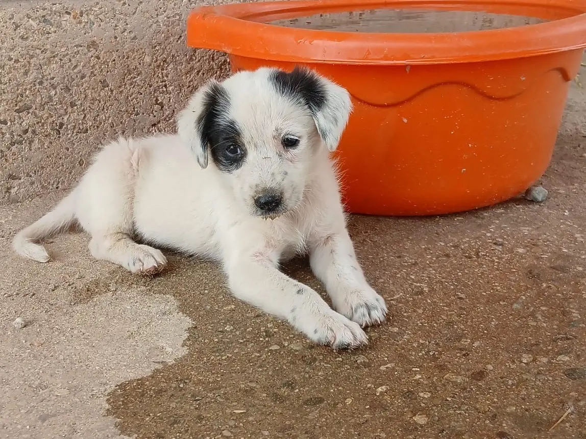 Adotta un cane, femmina, 1 anno e 4 mesi, Cosenza
