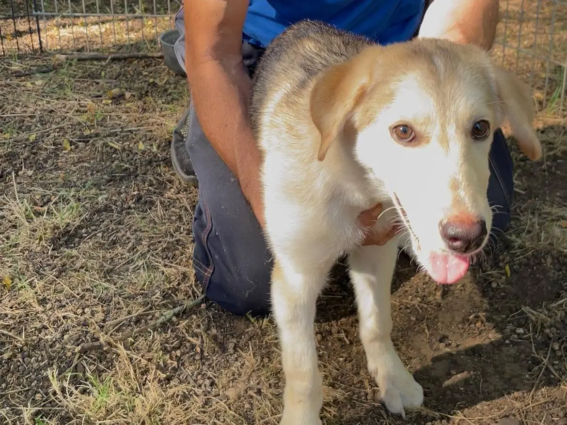 Adotta un cane, femmina, 2 anni e 1 mese, Latina