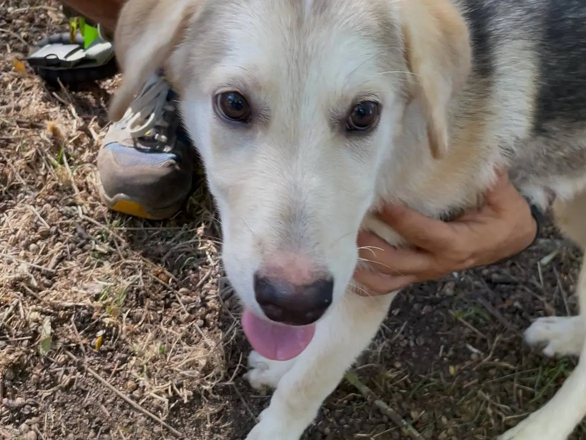 Adozione cane, femmina, Razza sconosciuta Razza sconosciuta, 2 anni e 1 mese, taglia media, Latina