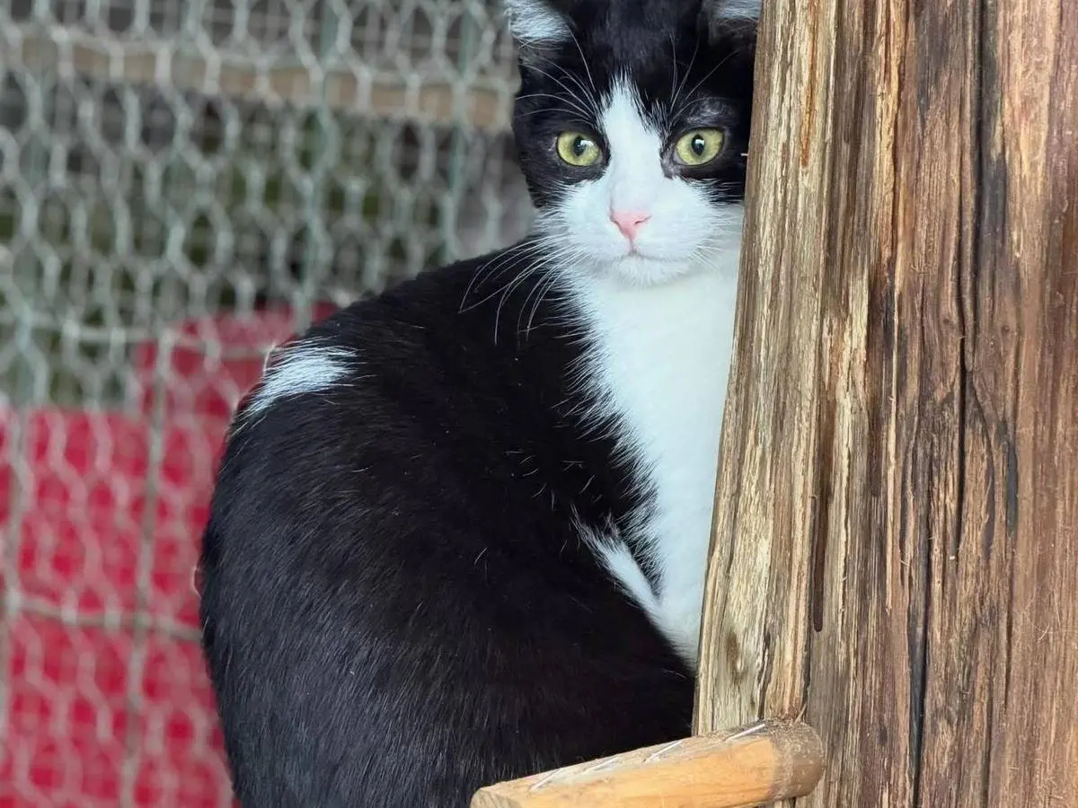 Adozione gatto, maschio, Razza sconosciuta Razza sconosciuta, 1 anno e 1 mese, taglia non valida, Perugia
