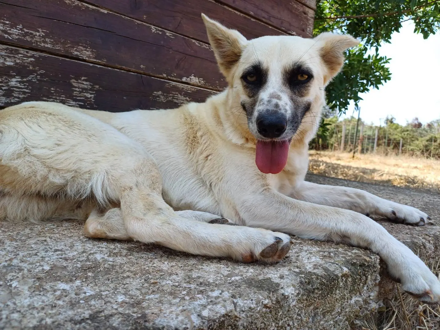 Adotta un cane, taglia media contenuta, femmina, Lecce