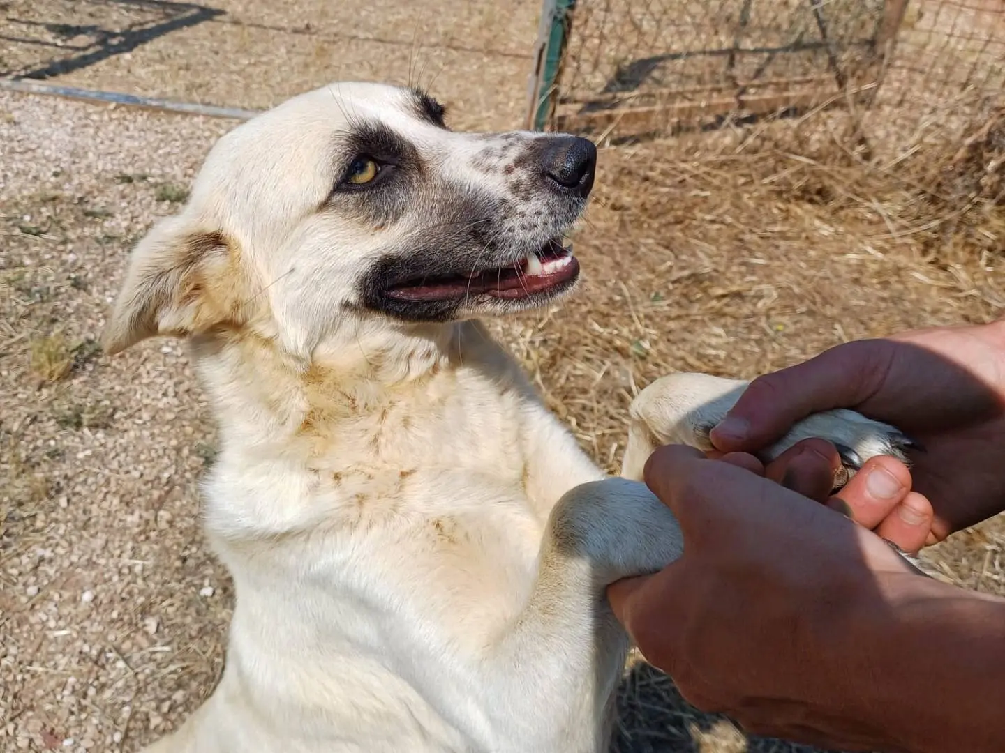 Adotta il cane Laika a Lecce