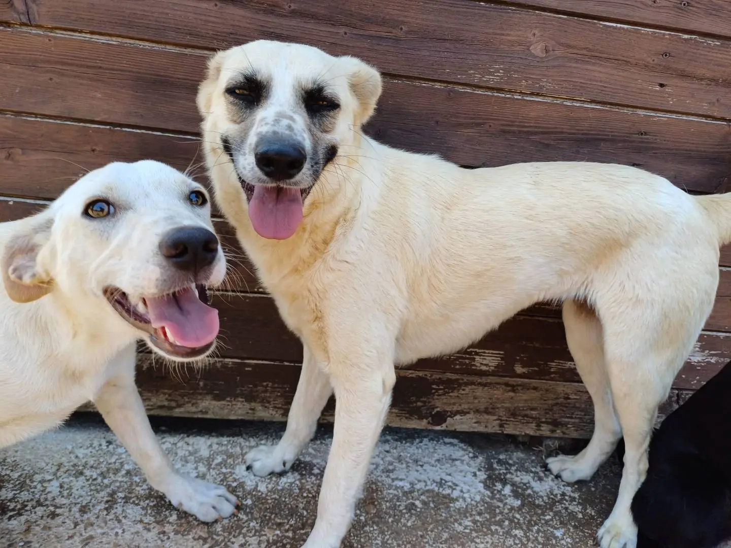Vuoi adottare un cane a Lecce?