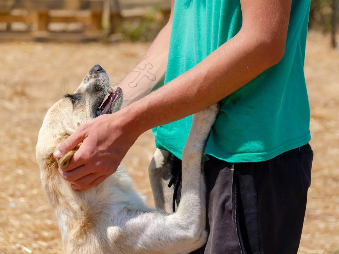 Adotta un cane, femmina, 2 anni e 6 mesi, Lecce