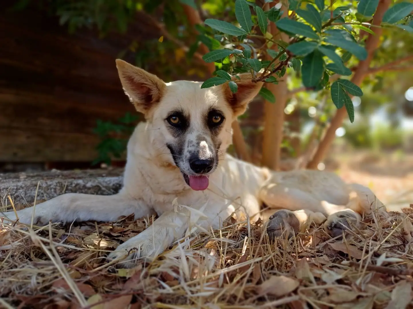 Adozione cane, femmina, Razza sconosciuta Razza sconosciuta, 2 anni e 6 mesi, taglia media contenuta, Lecce