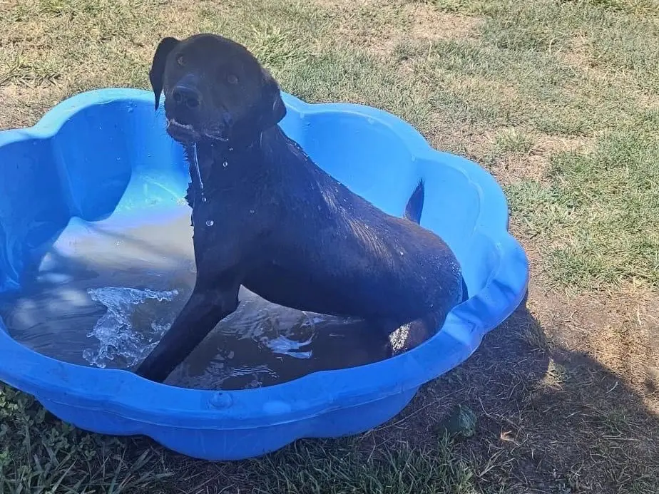 Adotta un cane, maschio, 3 anni e 5 mesi, Avellino