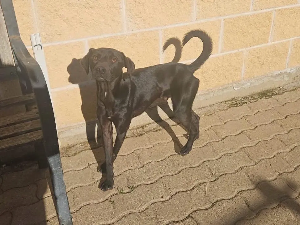 Adozione cane, maschio, Razza sconosciuta Razza sconosciuta, 3 anni e 5 mesi, taglia piccola, Avellino