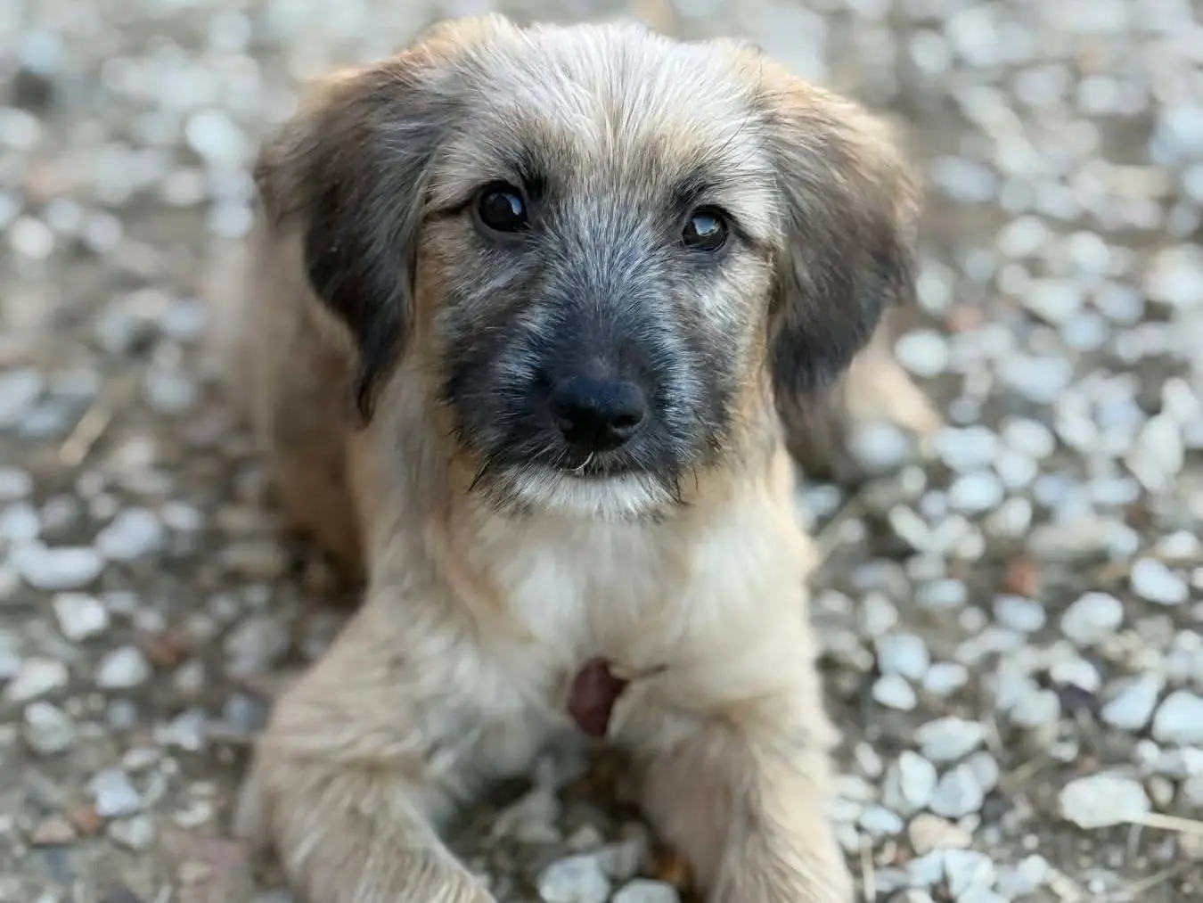 Adotta un cane, taglia piccola, femmina, Firenze