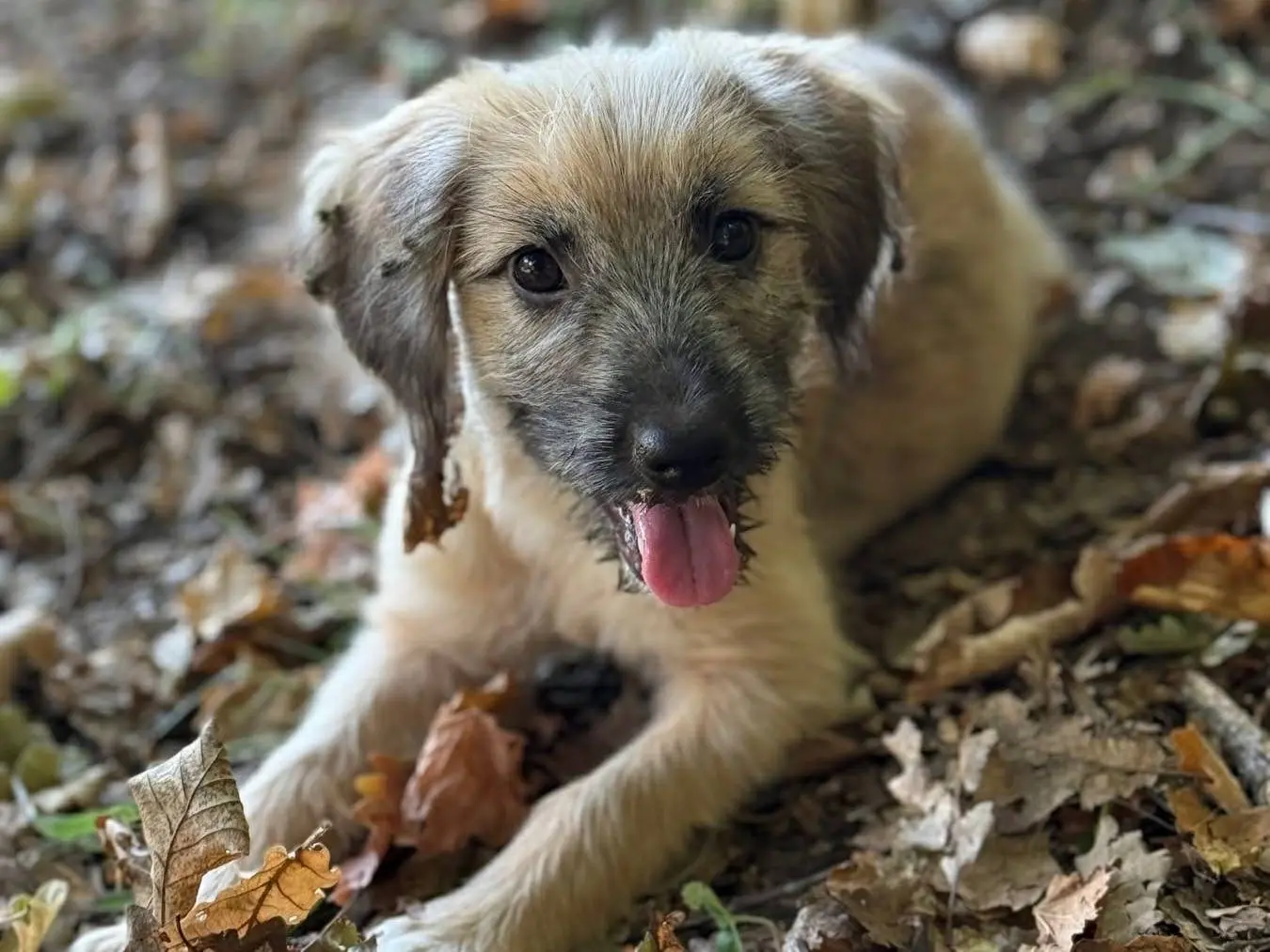 Adotta il cane MARLENE a Firenze