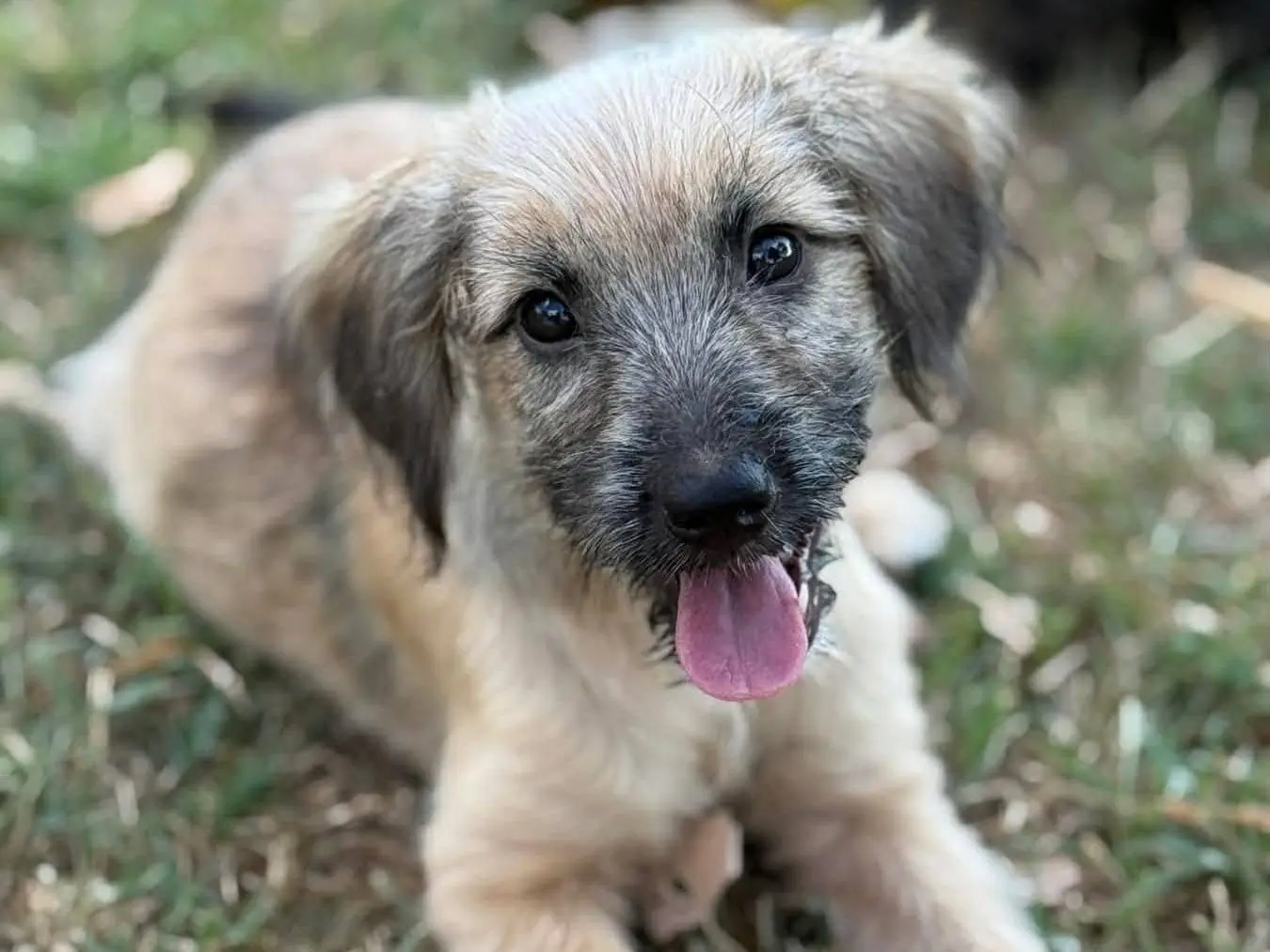 Adozione cane, femmina, Razza sconosciuta Razza sconosciuta, 6 mesi, taglia piccola, Firenze