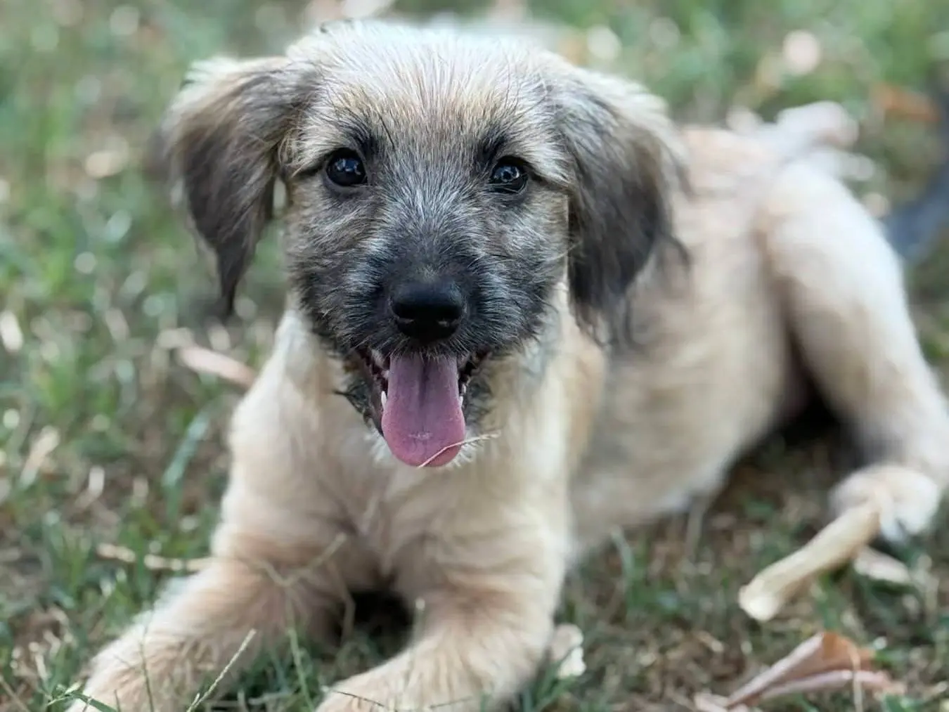 Adotta un cane, femmina, 6 mesi, Firenze