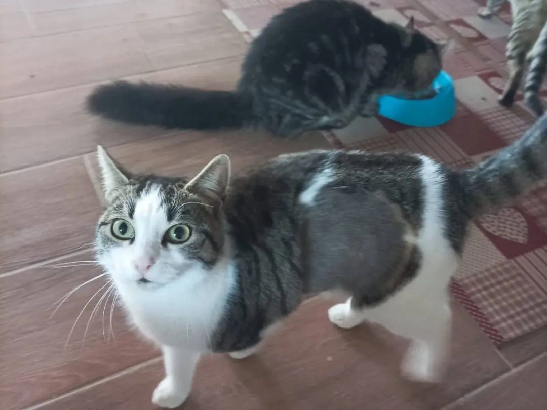 Adozione gatto, femmina, Razza sconosciuta Razza sconosciuta, 3 anni e 7 mesi, taglia non valida, Palermo