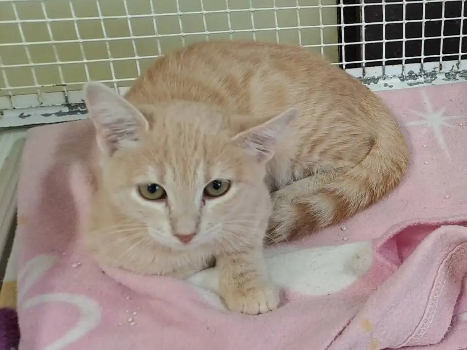 Adozione gatto, maschio, Razza sconosciuta Razza sconosciuta, 3 mesi, taglia non valida, Ravenna