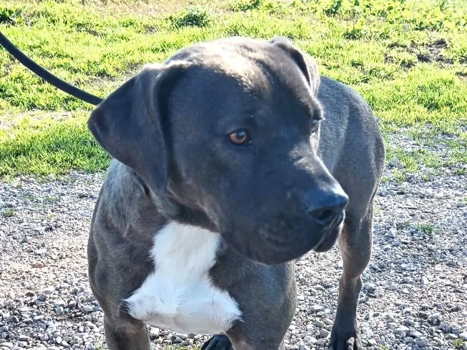 Adotta un cane, maschio, 4 anni e 3 mesi, Latina