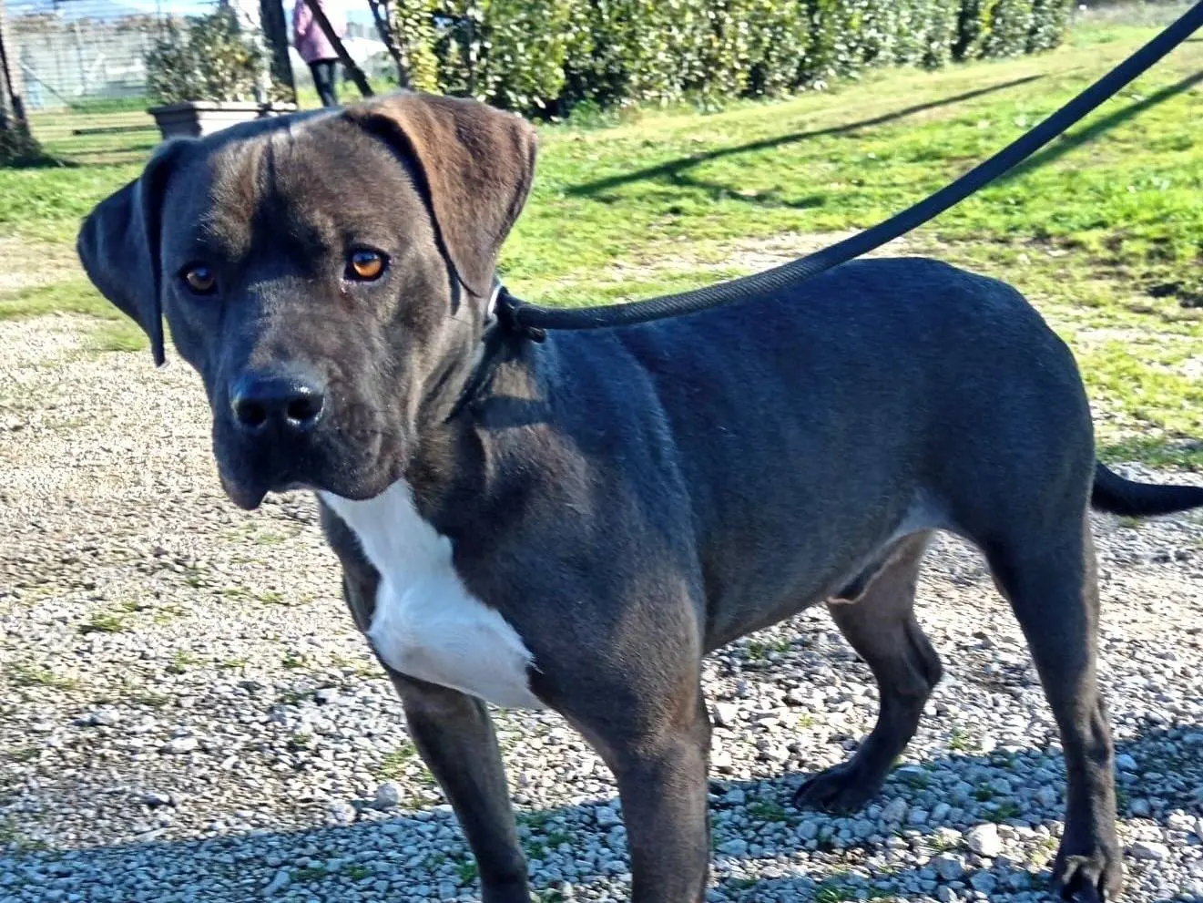 Adozione cane, maschio, Pitbull Razza sconosciuta, 4 anni e 3 mesi, taglia grande, Latina