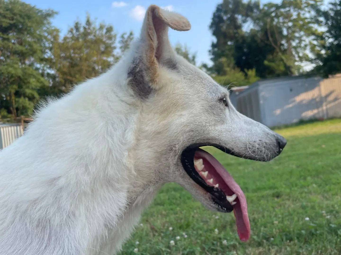 Adotta il cane Marlena a Milano