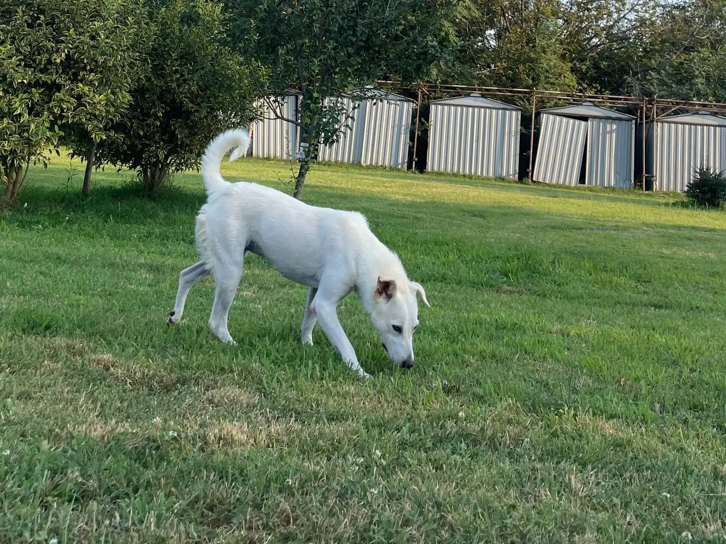 Adozione cane, femmina, meticcio, 6 anni e 5 mesi, taglia media, Milano