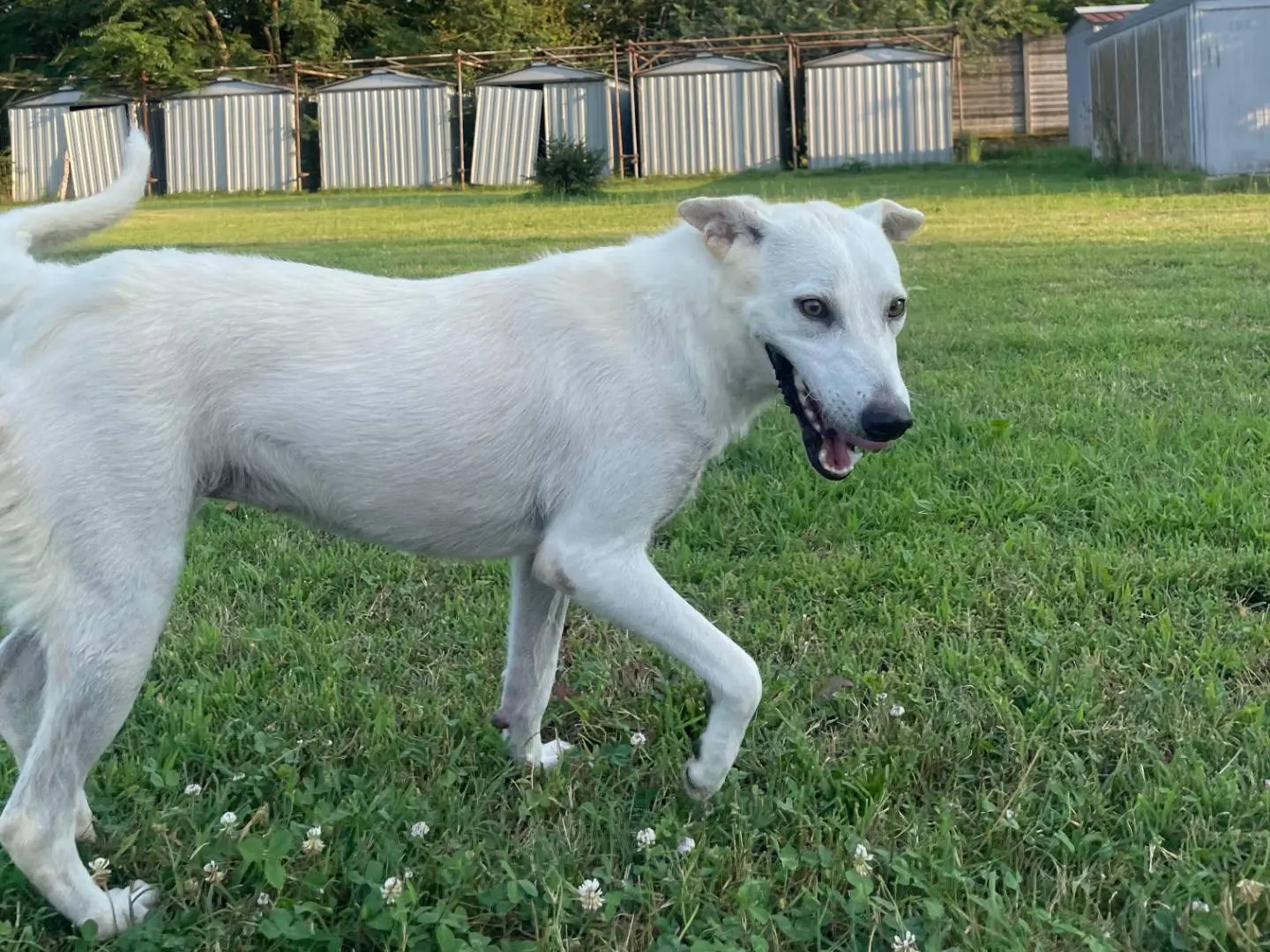 Adotta un cane, femmina, 6 anni e 5 mesi, Milano
