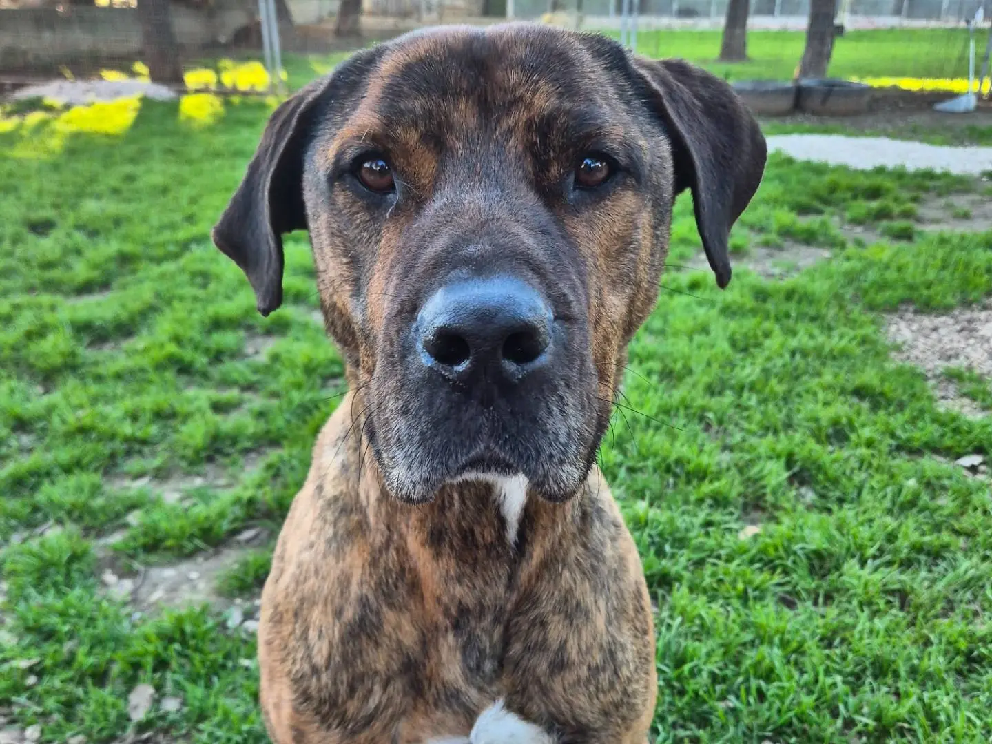 Adotta un cane, maschio, 5 anni e 2 mesi, Barletta
