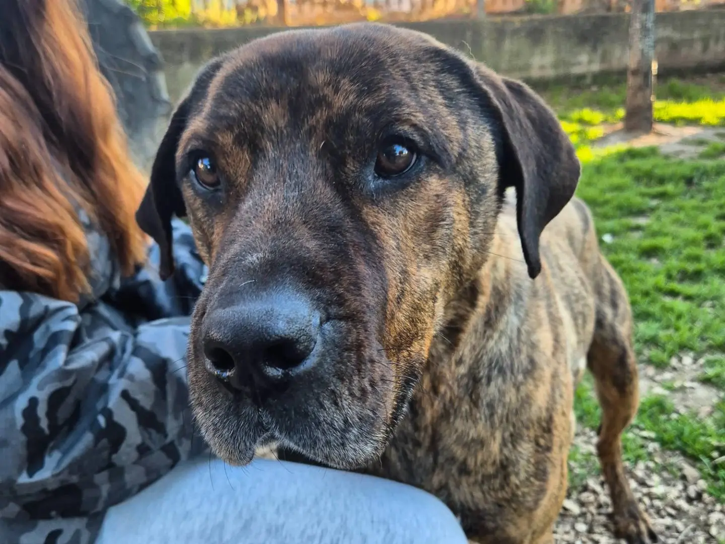 Adotta il cane Zuma a Barletta