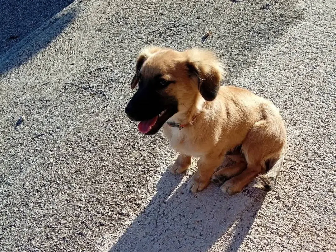 Adozione cane, maschio, Razza sconosciuta Razza sconosciuta, 3 mesi, taglia piccola, Caserta