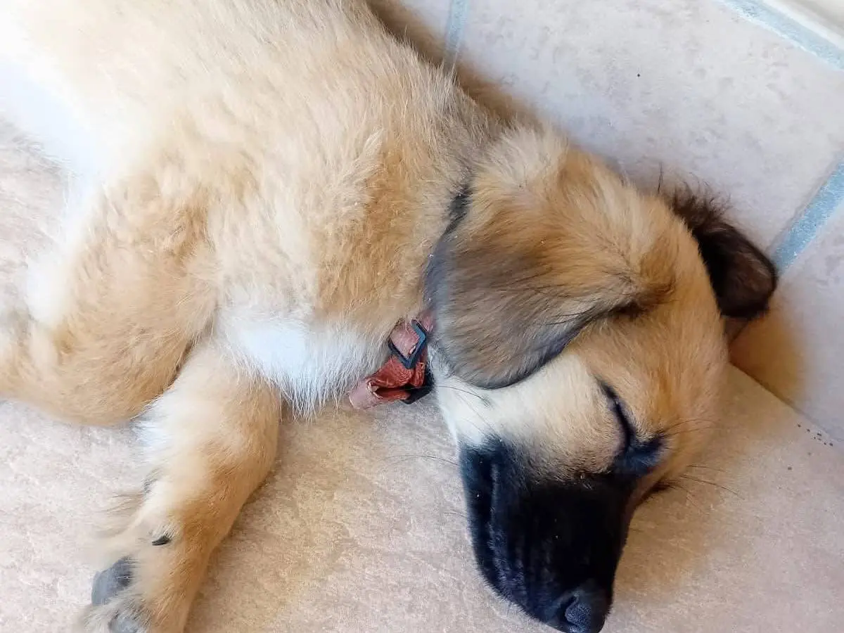 Adotta un cane, taglia piccola, maschio, Caserta