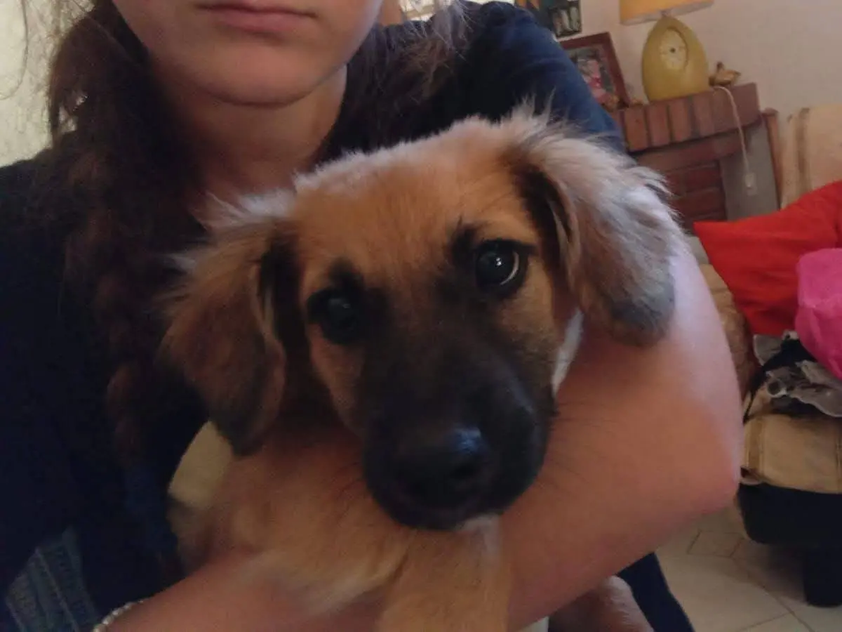 Adotta un cane, maschio, 3 mesi, Caserta
