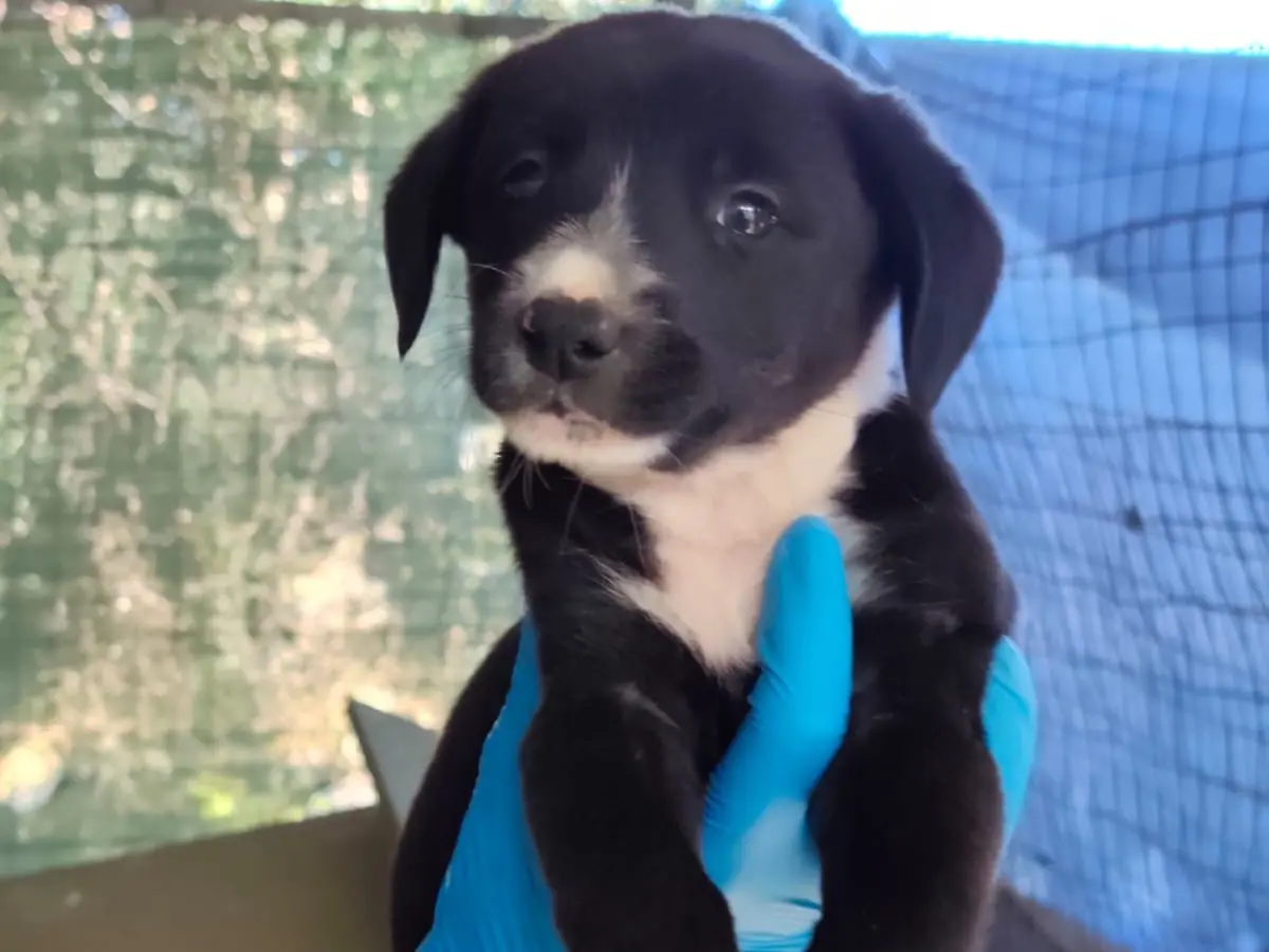 Adozione cane, maschio, Razza sconosciuta Razza sconosciuta, 3 mesi, taglia media, Cosenza
