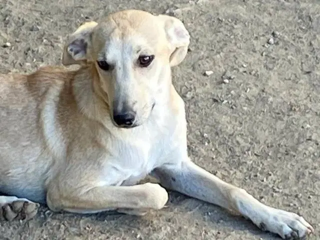Foto 2 dell'animale