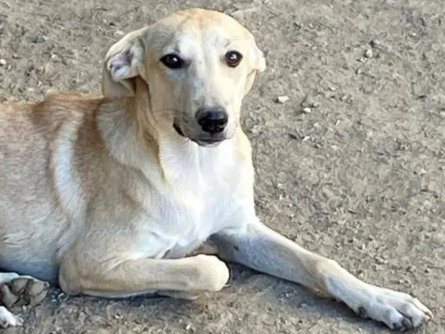 Foto 1 dell'animale