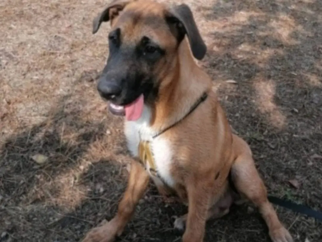 Adozione cane, femmina, Razza sconosciuta Razza sconosciuta, 4 anni e 2 mesi, taglia media, Napoli