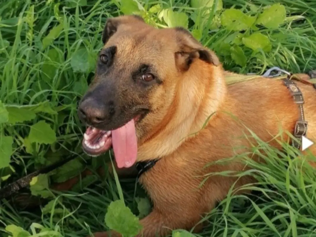Adotta un cane, femmina, 4 anni e 2 mesi, Napoli