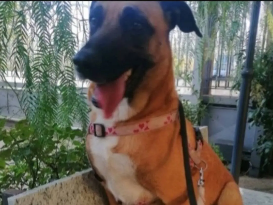 Vuoi adottare un cane a Napoli?