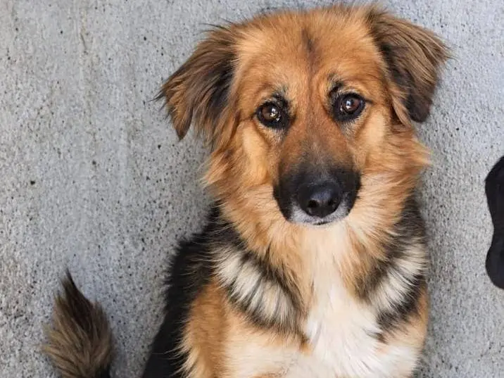 Adotta un cane, taglia media contenuta, femmina, Asti