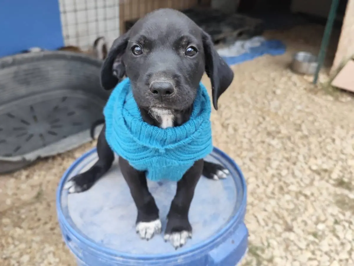 Adotta il cane QUARTER a Arezzo