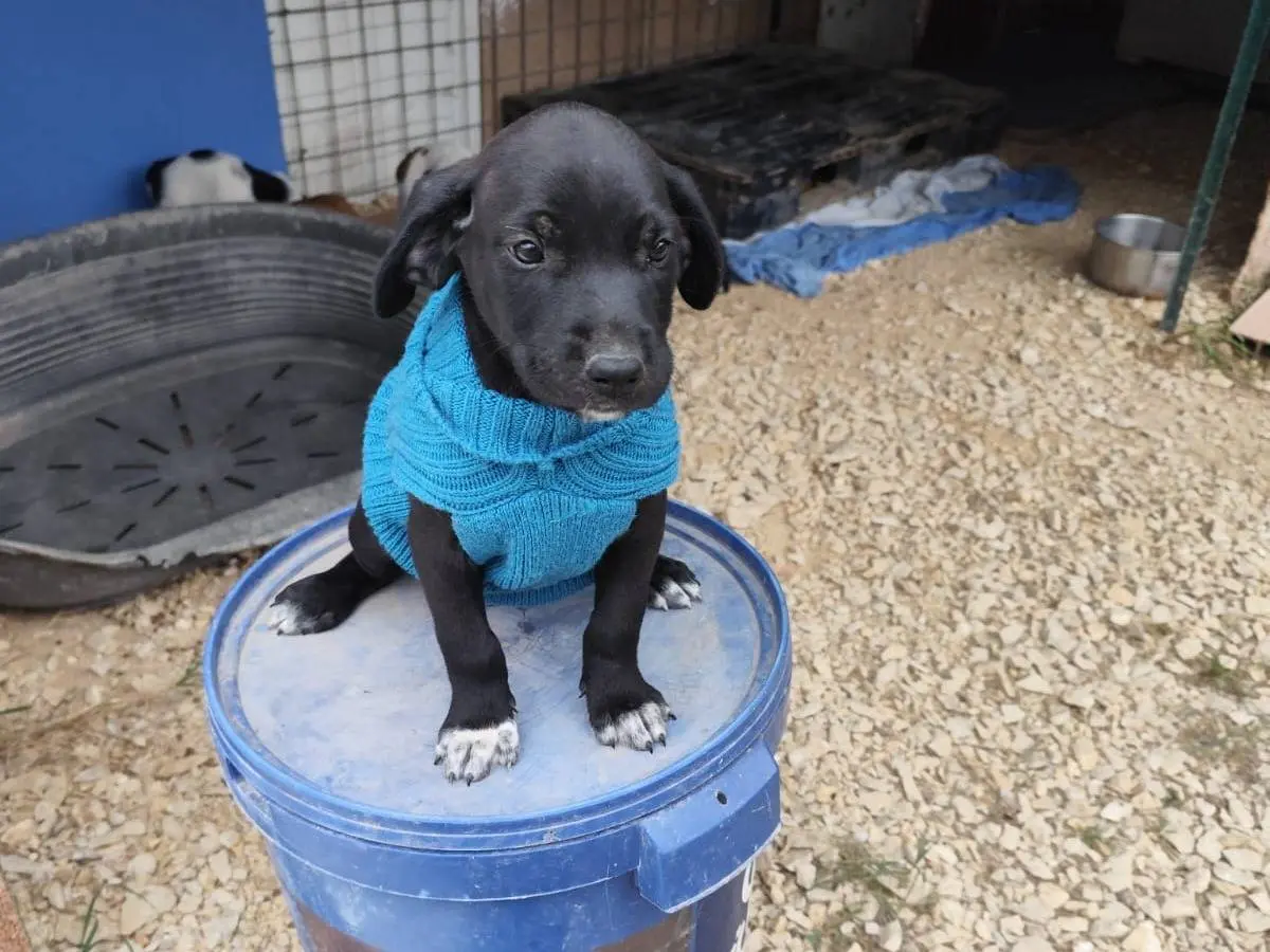 Adotta un cane, maschio, 2 mesi, Arezzo
