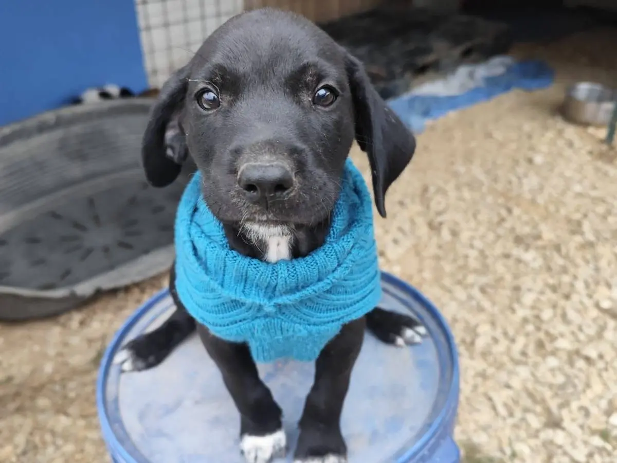 Vuoi adottare un cane a Arezzo?