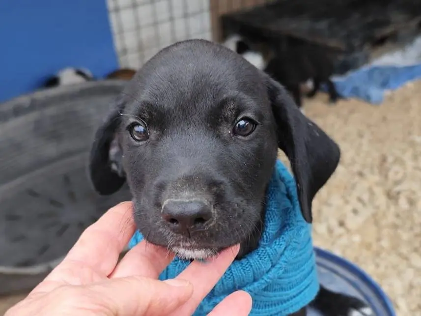 Adotta un cane, taglia media, maschio, Arezzo