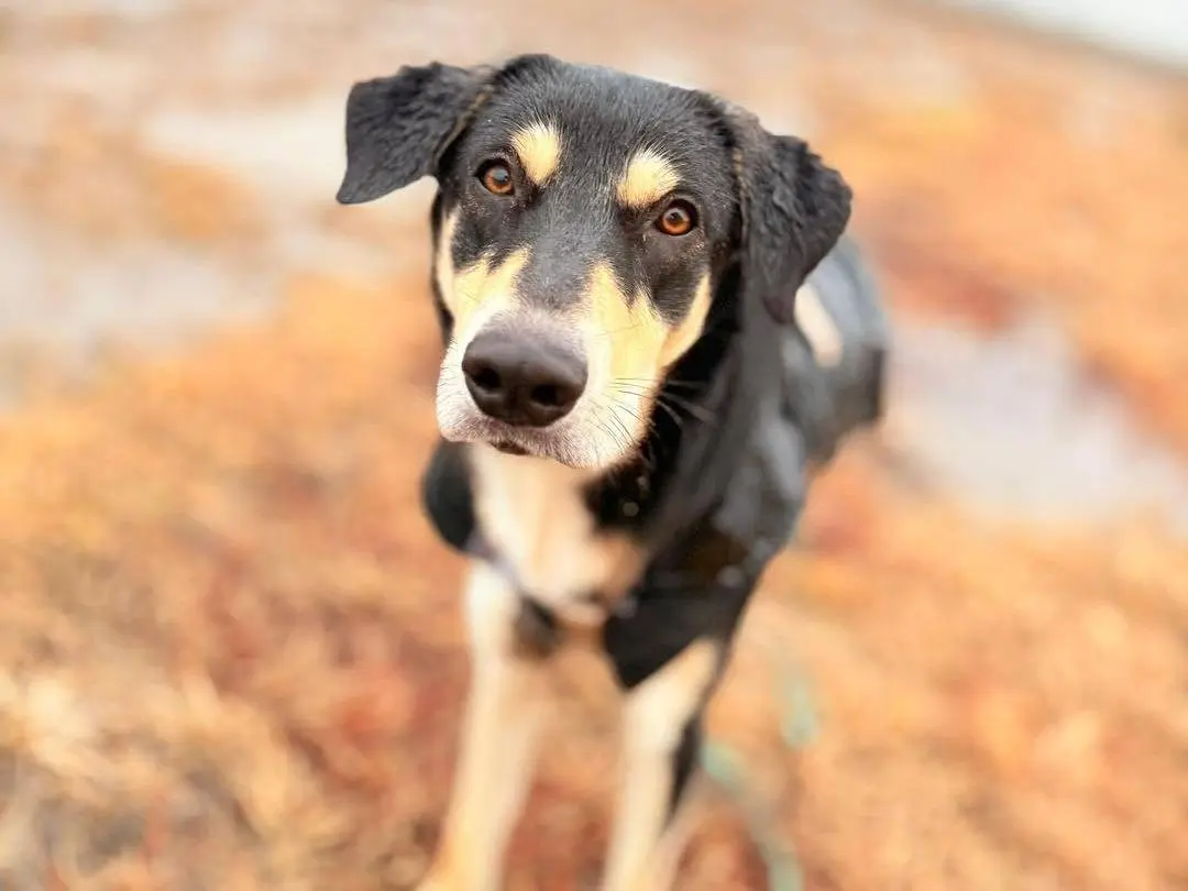 Adozione cane, femmina, Razza sconosciuta Razza sconosciuta, 1 anno e 8 mesi, taglia media contenuta, Bergamo