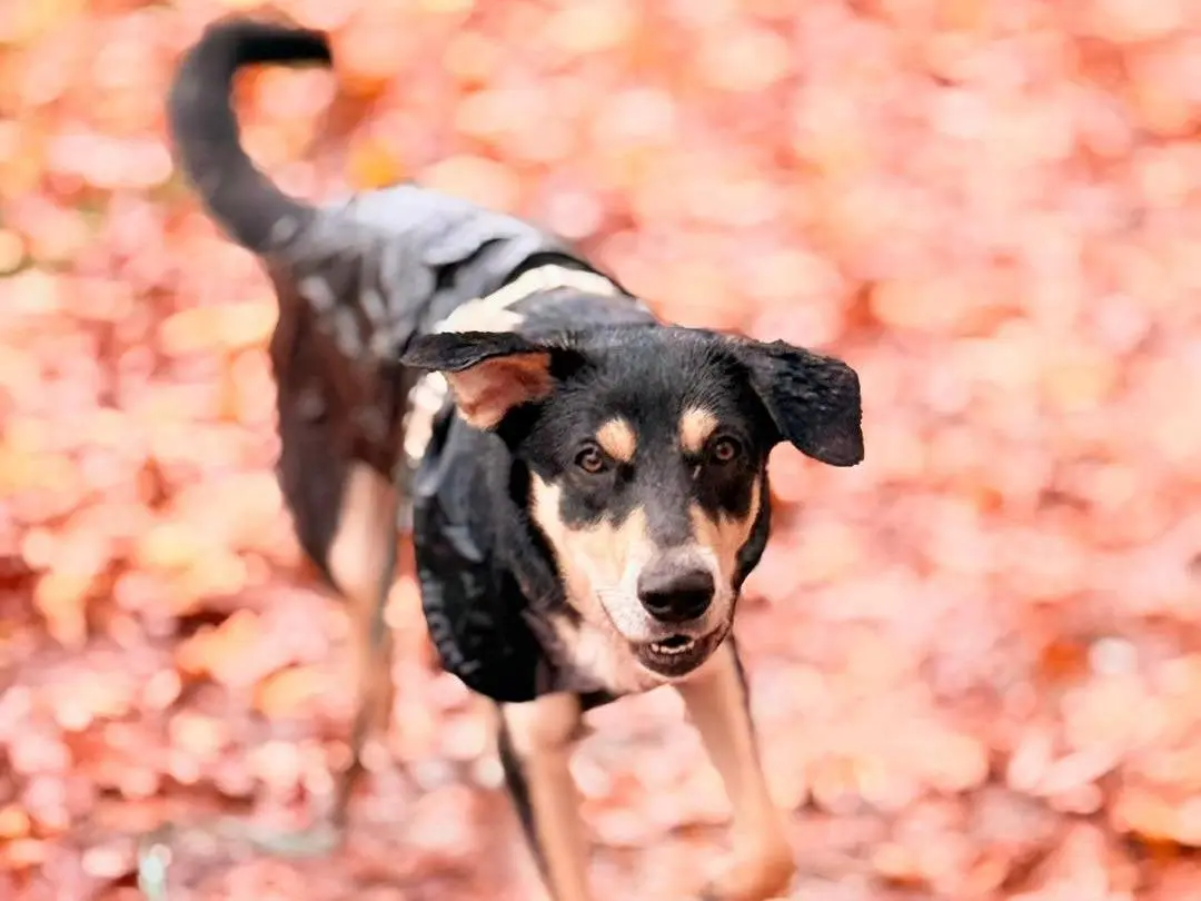 Adotta un cane, taglia media contenuta, femmina, Bergamo