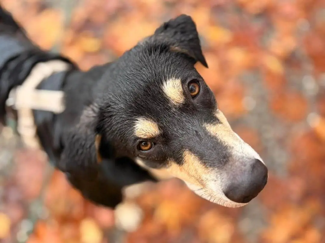 Adotta un cane, femmina, 1 anno e 8 mesi, Bergamo