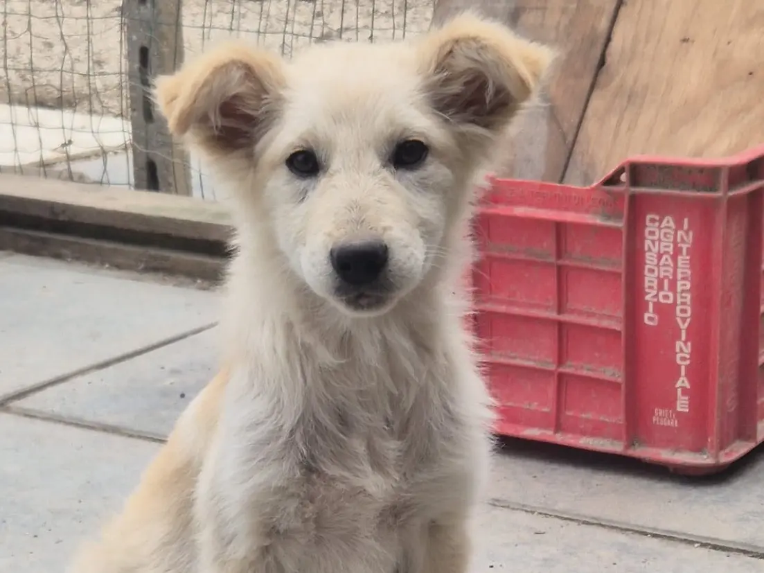 Adotta un cane, taglia media, femmina, Chieti