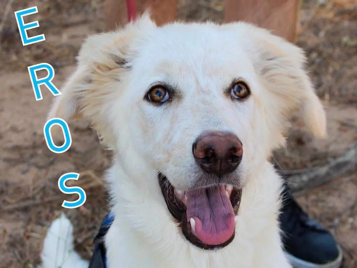 Adozione cane, maschio, Razza sconosciuta Razza sconosciuta, 10 mesi, taglia media, Crotone