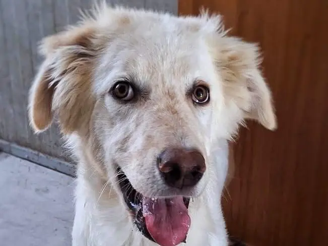 Adotta un cane, taglia media, maschio, Crotone
