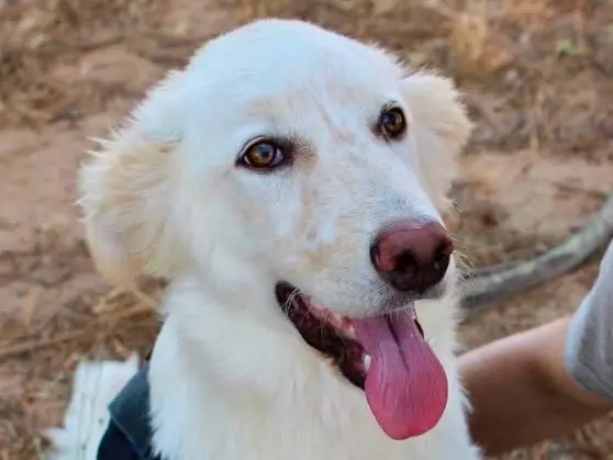 Adotta un cane, maschio, 10 mesi, Crotone