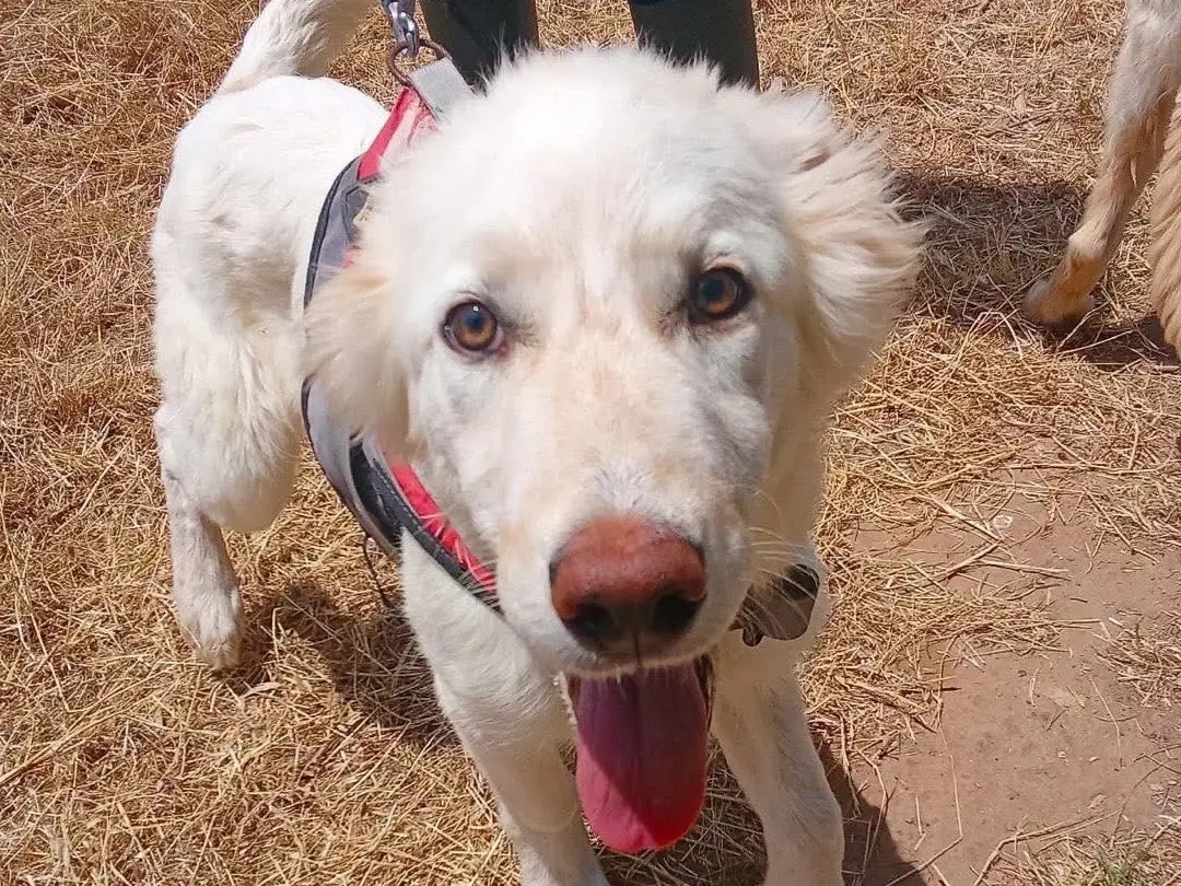 Vuoi adottare un cane a Crotone?