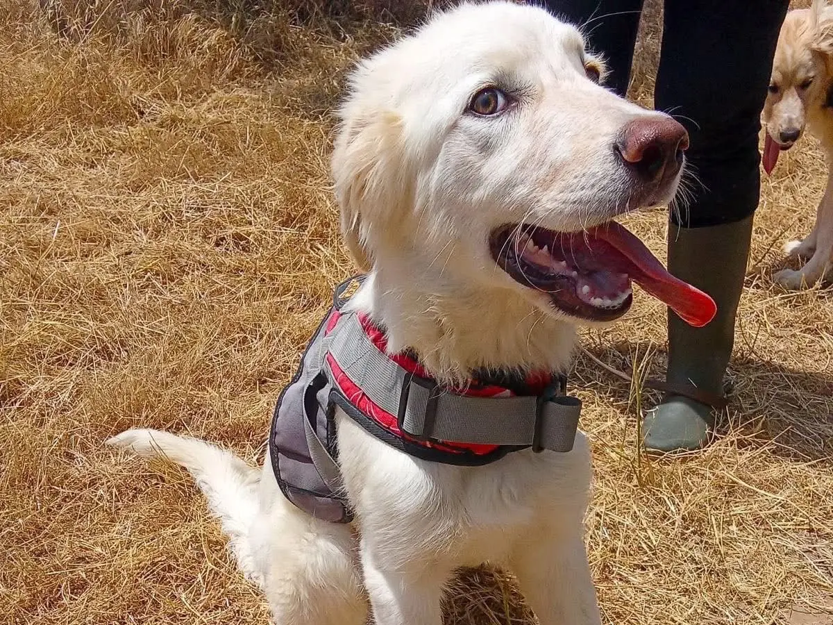 Adotta il cane Eros a Crotone