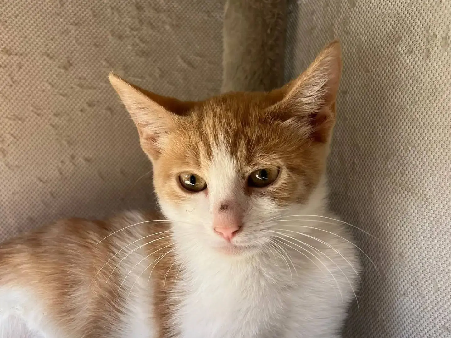 Adotta un gatto, taglia non valida, maschio, Chieti