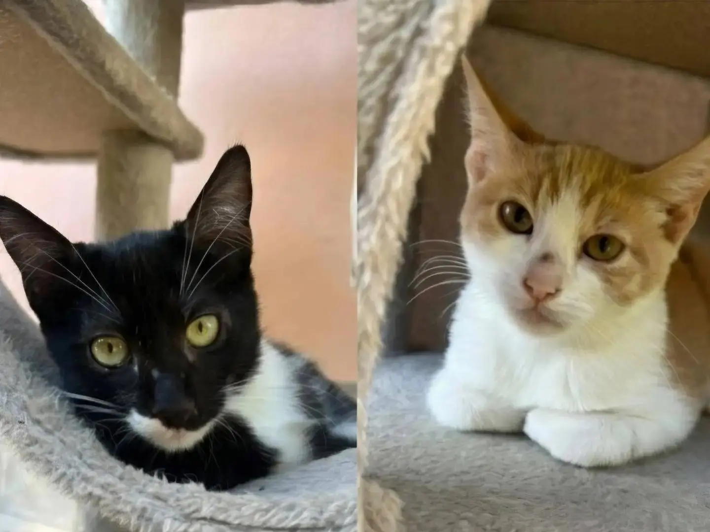 Adozione gatto, maschio, Razza sconosciuta Razza sconosciuta, 3 mesi, taglia non valida, Chieti